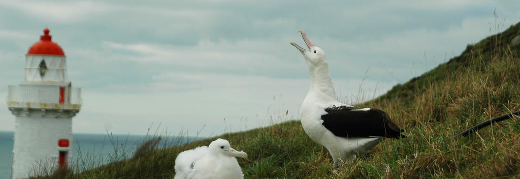 The Royal Albatross Colony at Taiaroa Head, on the tip of the Otago Peninsula.