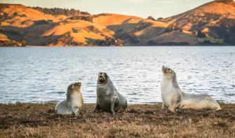 Sea lions from Dunedin Otago