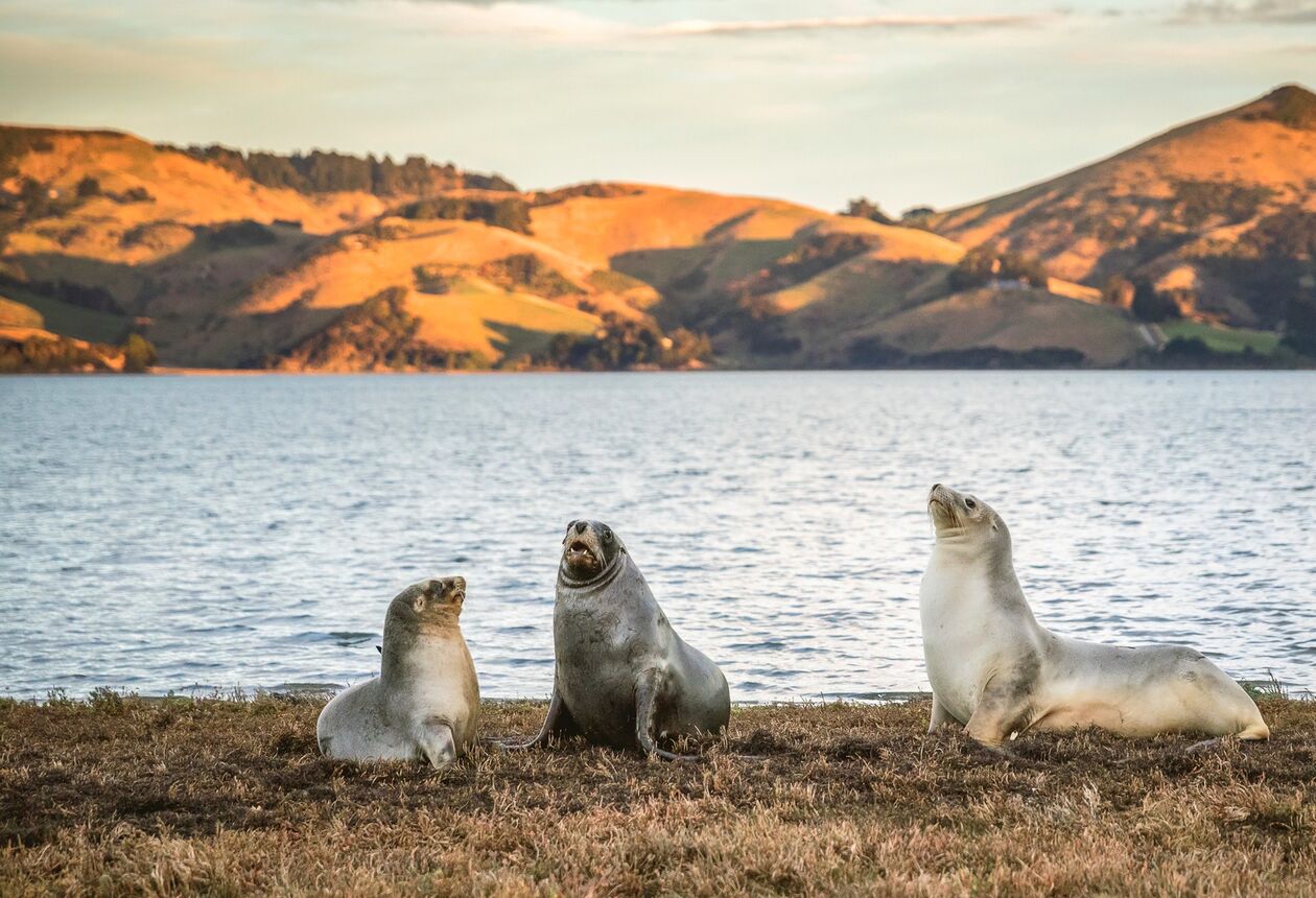 Explore highlights of the southern part of the South Island on this 9-day itinerary travelling from Christchurch to Queenstown via Dunedin and Milford Sound. Stop in Oamaru and Arrowtown. Find out more about this getaway,