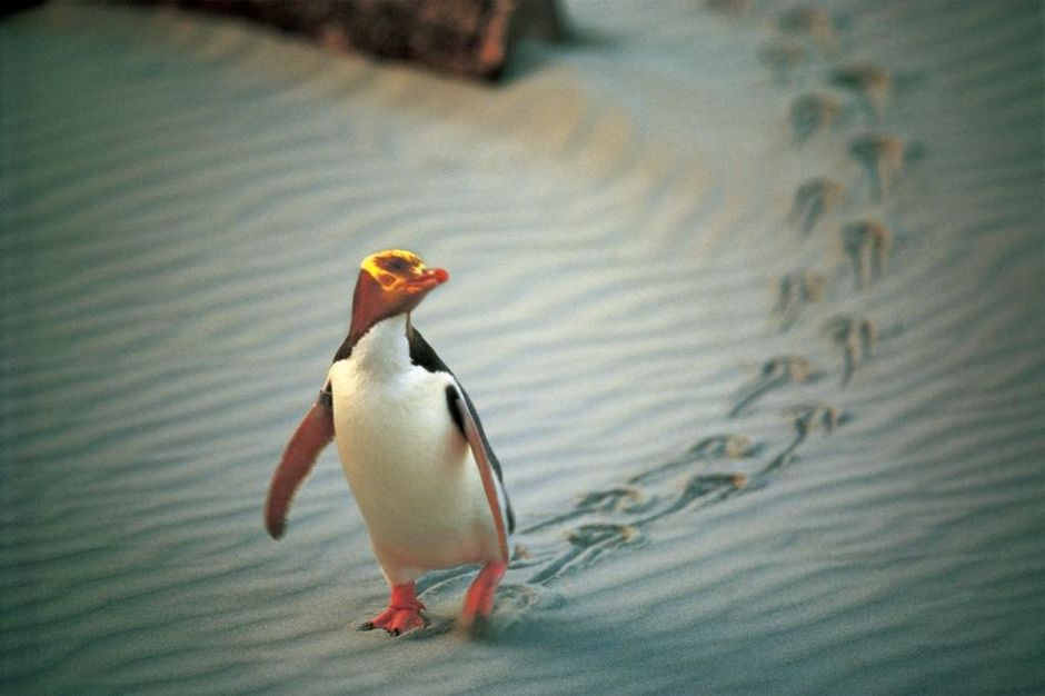 Statte den Gelbaugenpinguinen (Hoiho) der Pinguinkolonie auf der Otago Peninsula einen Besuch ab.