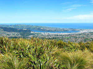 Flagstaff Hill, Pineapple Track