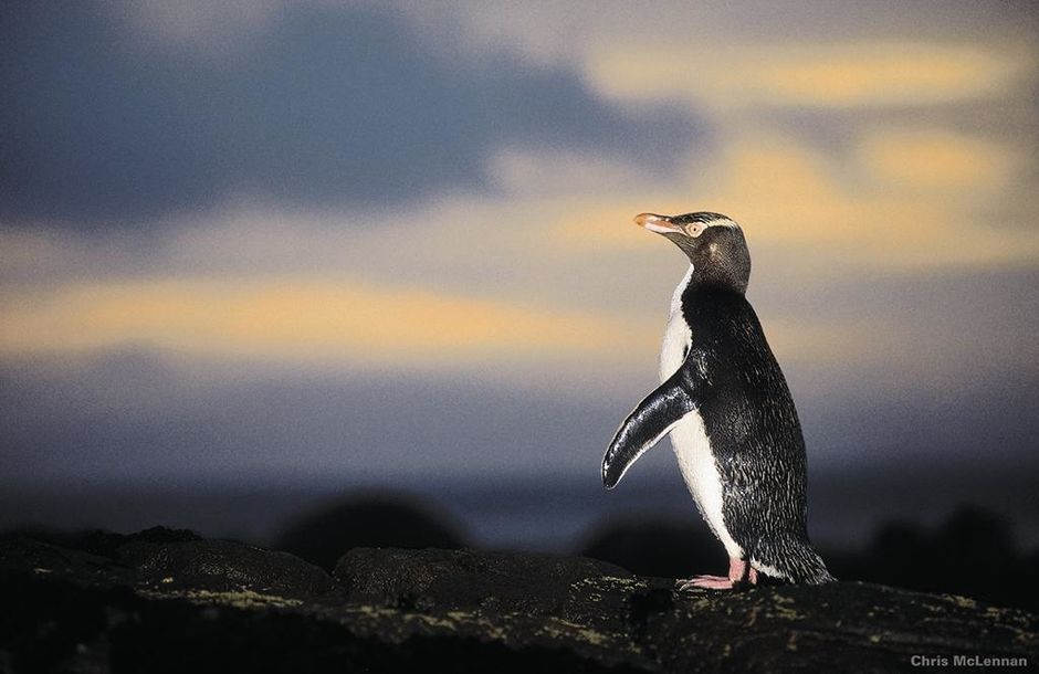 オタゴ半島ペンギン・プレイスのイエロー・アイド・ペンギン