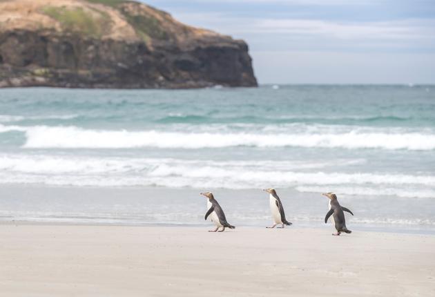 You'll experience fascinating wildlife and untouched natural wonders in Dunedin.