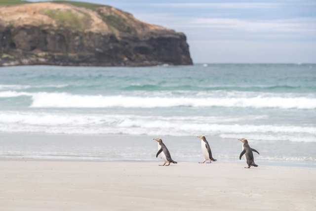 ニュージーランドのペンギン ニュージーランドの観光ハイライトとアクティビティ
