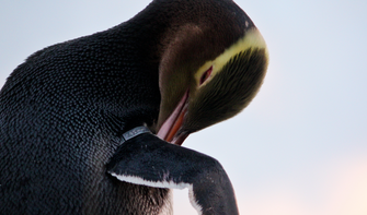 新西兰本土的“吼吼”（黄眼企鹅）堪称世界上最稀有的企鹅。