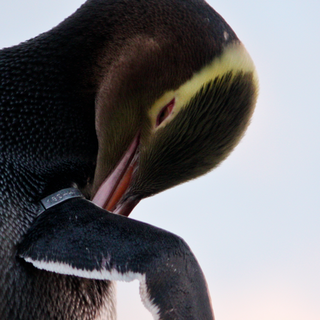 ニュージーランド固有のホイホ（イエロー・アイド・ペンギン）は世界でも特に珍しいペンギンです。