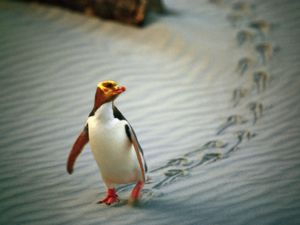 Yellow-eyed Penguin, Dunedin