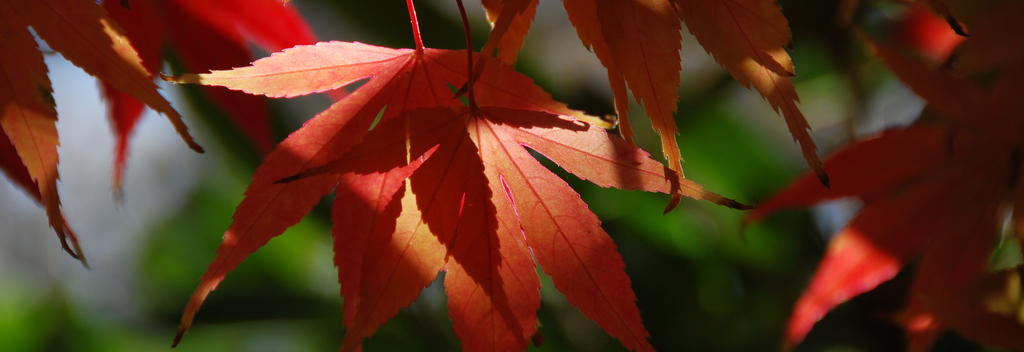 Experience bright colours in all directions at the gardens during autumn.