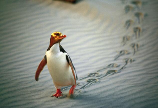 Circle the South Island with this 16-day loop journey, starting in Christchurch.