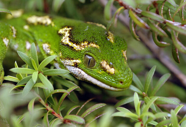 ダニーデン地方では手つかずの大自然と興味深い野生動物との出会いが楽しめます。