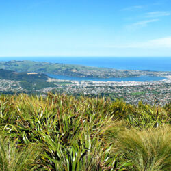 Flagstaff Hill, Pineapple Track