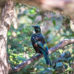 Orokonui Ecosanctuary