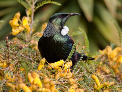 A tui pauses in a kowhai bush, Dunedin Botanic Garden