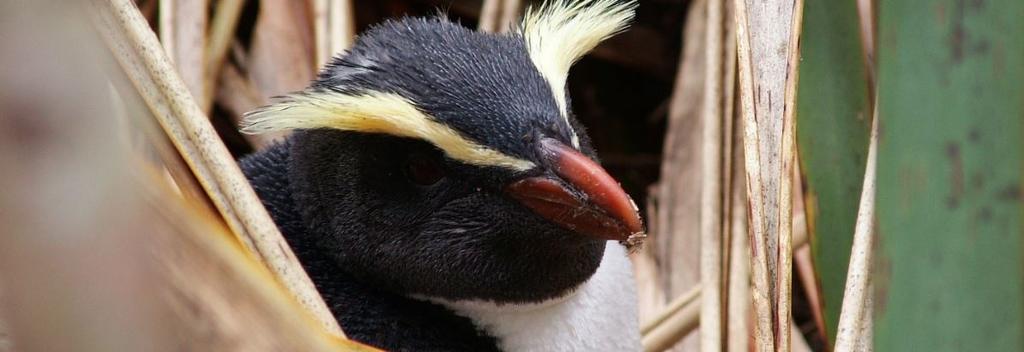 Discover native penguins in Fiordland