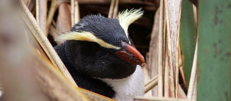 Die seltenen einheimischen Pinguine sind in Fiordland beheimatet.