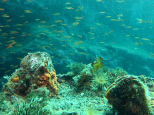 10m 아래에서 독특한 해양 생태계를 만난다.