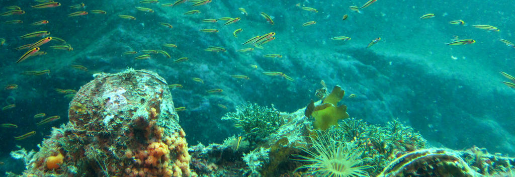 10m 아래에서 독특한 해양 생태계를 만난다.
