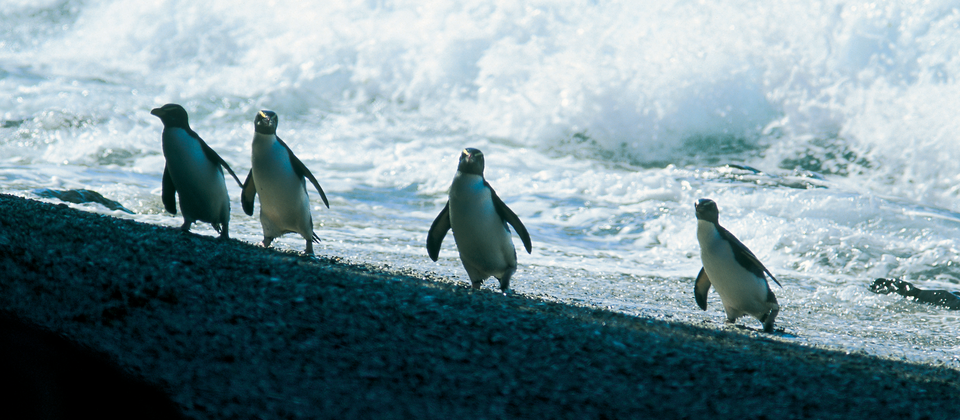 Penguin Jambul Fiordland
