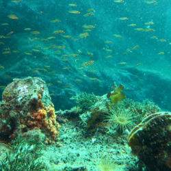Descend 10 metres to uncover an enchanting world of unique marine life.