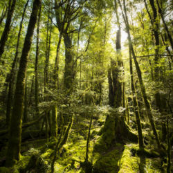 Step inside the forest on the easy Lake Gunn Nature Walk and you&#039;ll soon understand why it is one of William Patino&#039;s favourite places in the world.