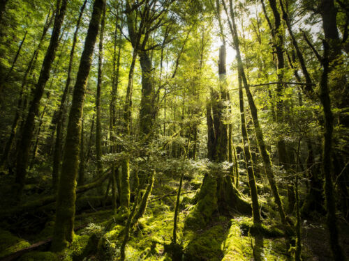Step inside the forest on the easy Lake Gunn Nature Walk and you&#039;ll soon understand why it is one of William Patino&#039;s favourite places in the world.