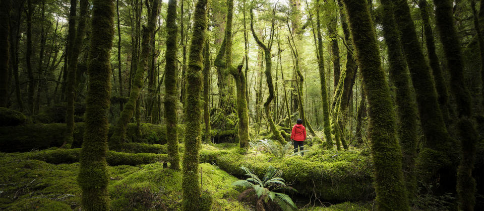&quot;It&#039;s so silent, you can almost hear the trees breathe,&quot; says William Patino of the Lake Gunn nature walk in Fiordland National Park.