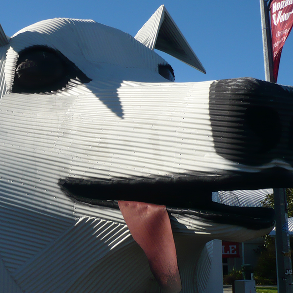A ovelha e o cão gigantes de ferro de Tirau dominam a rua principal da cidade.