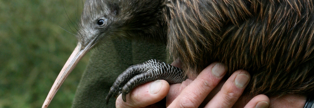 Visit Otorohanga Kiwi House to see New Zealand's iconic bird, the kiwi