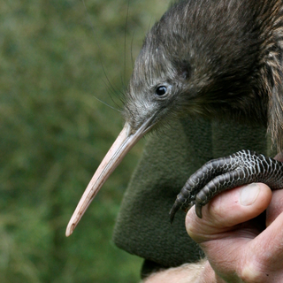 オトロハンガのキーウィ・ハウスではニュージーランドの国鳥キーウィを見ることができます。