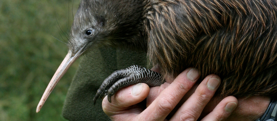 Visite a Otorohanga Kiwi House para ver a ave icônica da Nova Zelândia, o kiwi