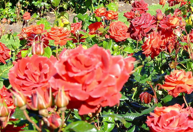 Between November and April, it’s time to stop and smell the roses in Te Awamutu. This rural town has the ideal climate for fabulous blooms.