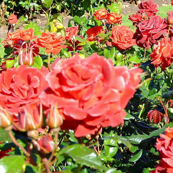 Roses in bloom, Te Awamutu Rose Gardens