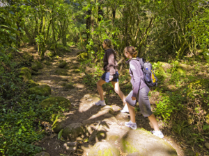 徒步登上蒂阿洛哈山（Mount Te Aroha）单程需要 3 小时。