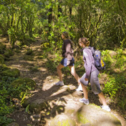 徒步登上蒂阿洛哈山（Mount Te Aroha）单程需要 3 小时。
