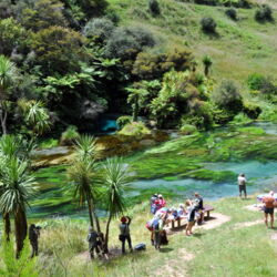Te Waihou Walkway - Blue Springs