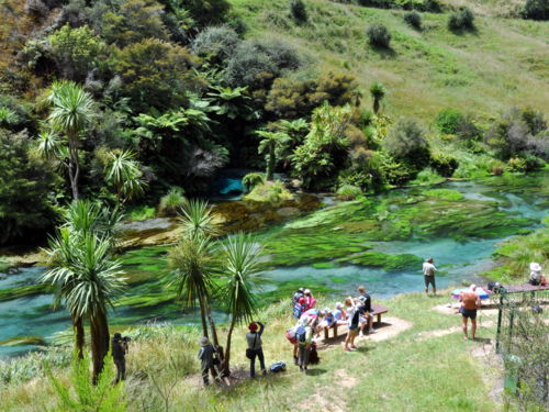 Te Waihou Walkway - Blue Springs