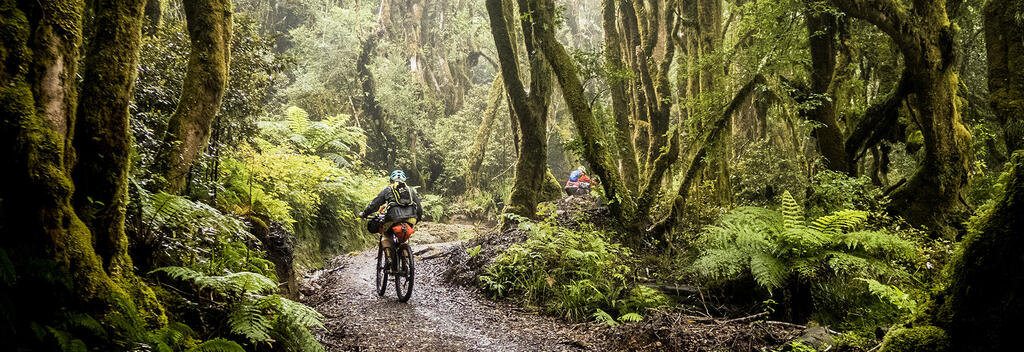 Following old logging roads and tramlines, The Timber Trail traverses an exotic forest in the heart of the North Island.