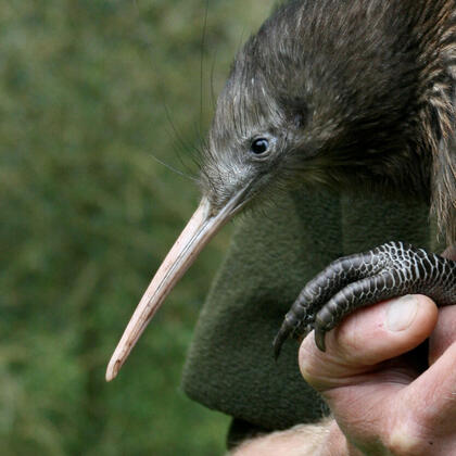 Visit Ōtorohanga Kiwi House to see New Zealand&#039;s iconic bird, the kiwi