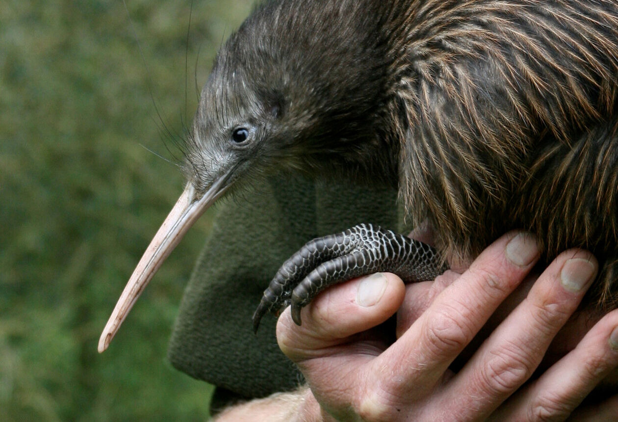 Ōtorohanga is New Zealand’s self-made ‘kiwiana’ town. Main street murals and displays explain some of the country’s most significant cultural icons.