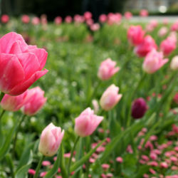 봄을 맞아 꽃망울을 터뜨린 아름다운 튤립 꽃밭을 지나기