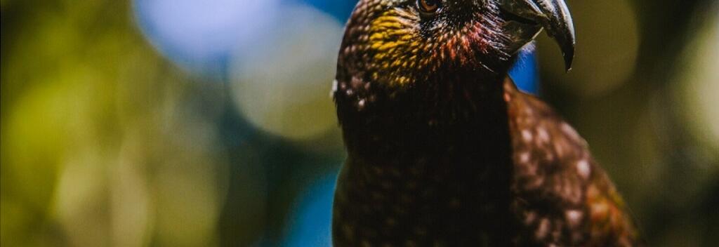 Maungatautari Ecological Reserve