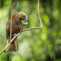 Kākā at Sanctuary Mountain Maungatautari