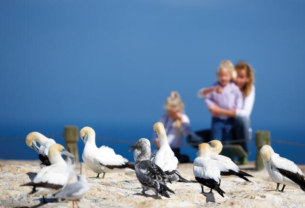 Cape Kidnappers is an outstanding bird-watching destination with dramatic coastal views into the bargain. Find out more. 