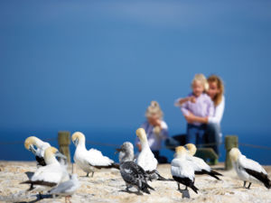 The gannet colony at Cape Kidnappers