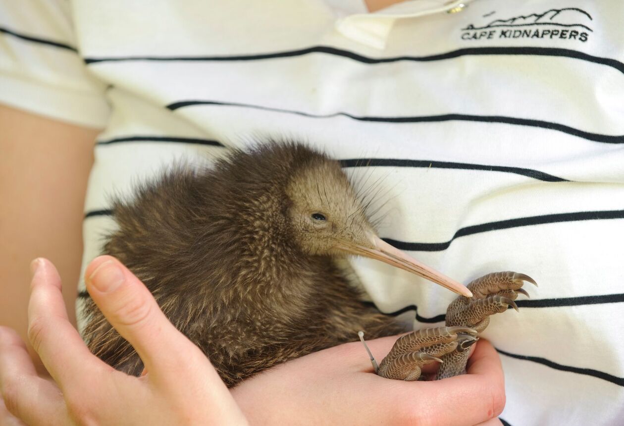 你对新西兰的鸟类了解多少？以下是关于独特的奇异鸟的五大趣味事实。