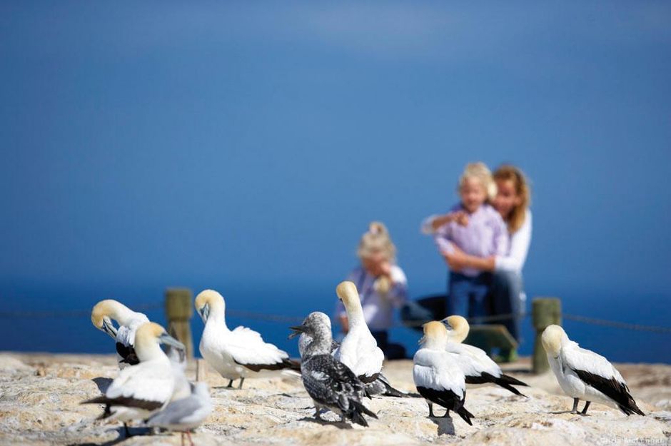 キッドナッパーズ岬には、世界で一番大きく、そして最もアクセスしやすいカツオドリの群生地があります。