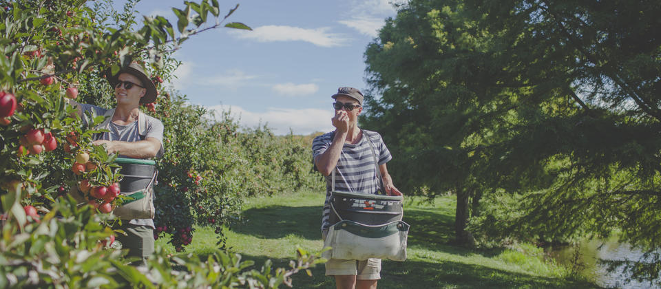Apple picking (and eating)