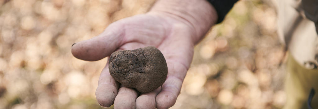 F.A.W.C The Manse Truffle Hunt