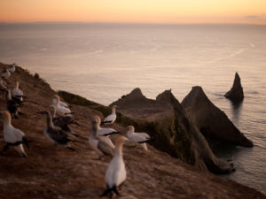 The world's largest mainland gannet colony at Cape Kidnappers/Te Kauwae-a-Māui, Hawke's Bay