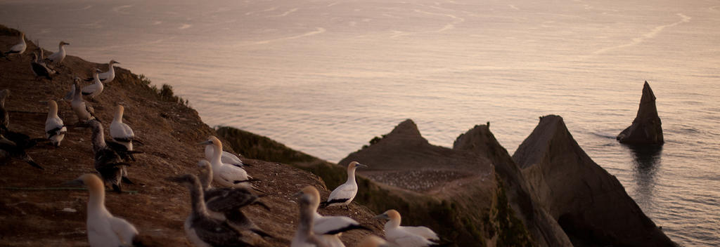 The world&#039;s largest mainland gannet colony at Cape Kidnappers, Hawke&#039;s Bay